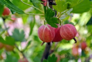'Hinnonmaki Red' is an introduction from Finland. The small to medium bushes are upright and easy to harvest. Gooseberries begin producing fruit one year after planting, and are generally very dependable every year following.