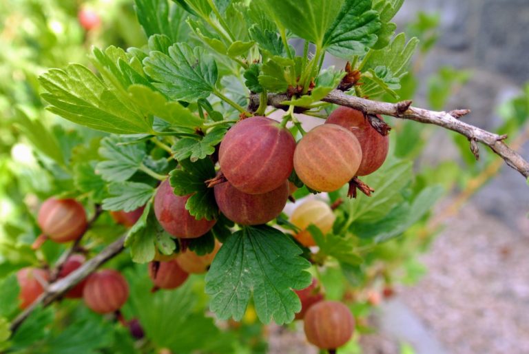 Harvesting Gooseberries at My Farm - The Martha Stewart Blog