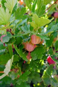 'Pixwell' gooseberries are medium sized pinkish berries that are great for fresh eating or for making pies and jellies.