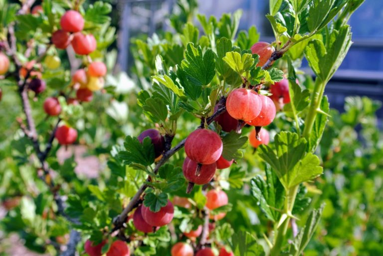 Harvesting Gooseberries at My Farm - The Martha Stewart Blog