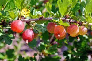 What gooseberries do you grow? And, what is your favorite way to use them? Let me know in the comments section below. Happy harvesting.