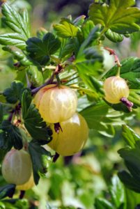 The color of gooseberries depends on the variety. It can range from yellow, green, and white to red, purple or nearly black. What is most noticeable in all are the veins in the skin of the fruit.