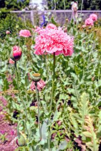 Poppies are an attractive, easy to grow flower in both annual and perennial varieties, and they come in nearly every color of the rainbow. This poppy is called 'French Flounce'.