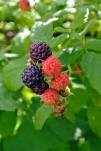 Once raspberries are picked, they stop ripening, so under-ripe berries that are harvested will never mature to the maximum sweetness. Only ripe raspberries will come right off the stem.
