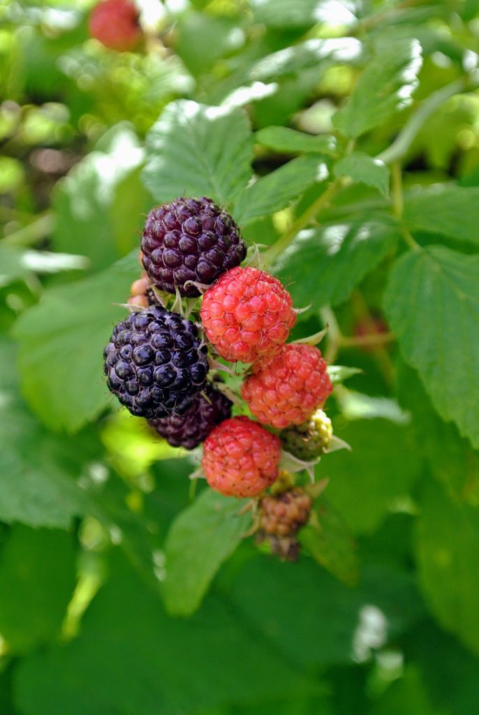 Picking Raspberries at My Farm - The Martha Stewart Blog