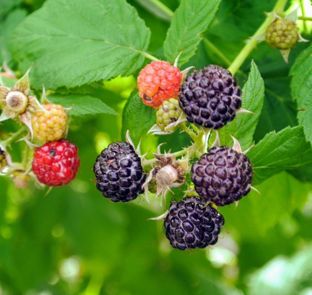 Picking Raspberries at My Farm - The Martha Stewart Blog