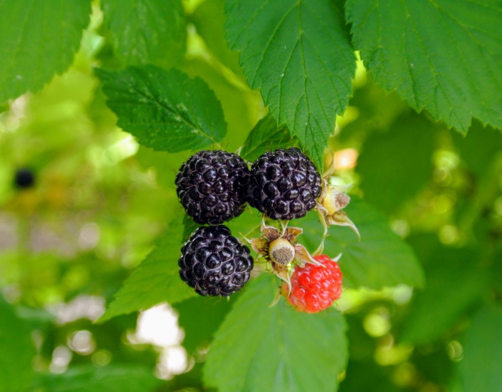 Picking Raspberries at My Farm - The Martha Stewart Blog