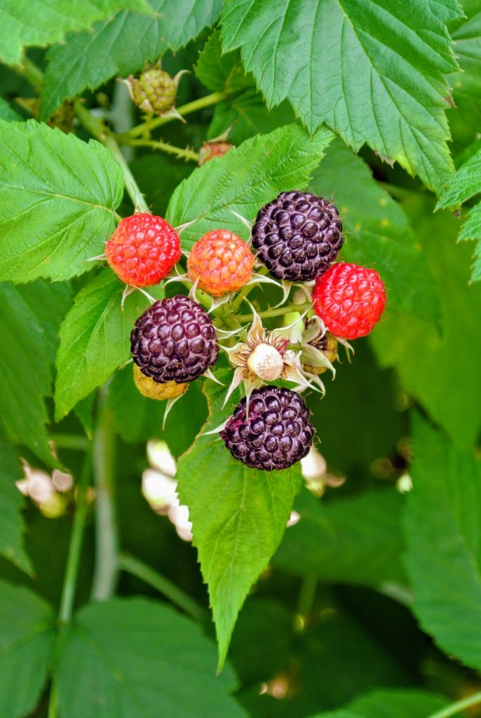 Picking Raspberries at My Farm - The Martha Stewart Blog