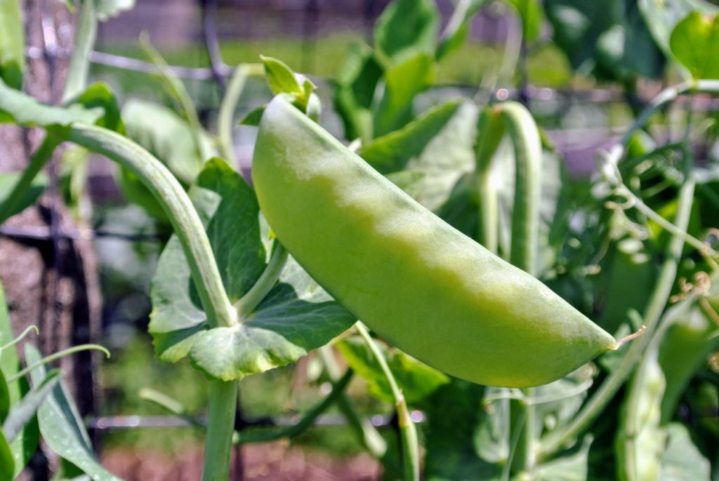 Harvesting the Season's Peas The Martha Stewart Blog