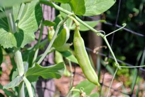 The pea plant can be bushy or climbing, with slender stems.