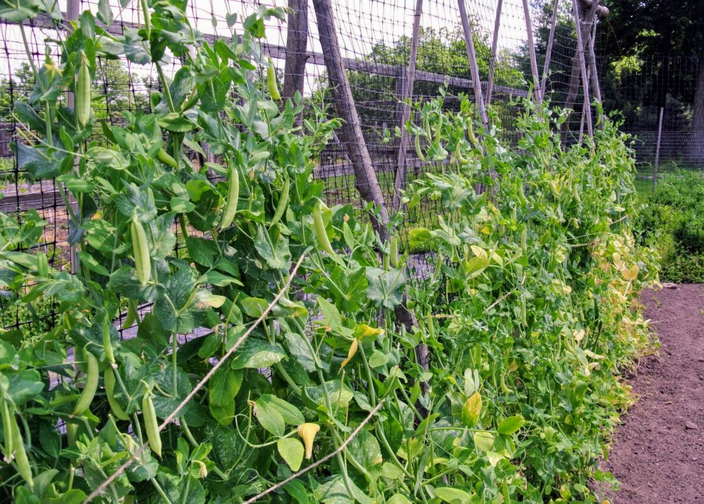Harvesting the Season's Peas The Martha Stewart Blog