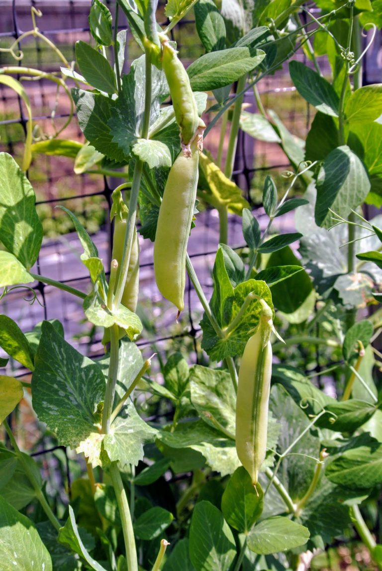 Harvesting the Season's Peas - The Martha Stewart Blog