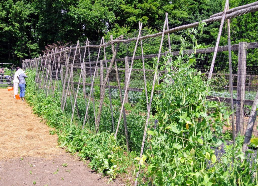 Harvesting the Season's Peas - The Martha Stewart Blog