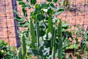 And just as scheduled, by early July these peas were plump, and ready to be picked.