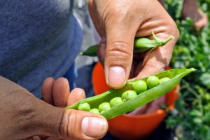 The pods can range in size from four to 15-centimeters long and about one-and-a-half to two-and-a-half centimeters wide. Each pod contains between two and 10-peas.
