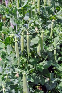 Shelling peas are also sometimes called garden peas, sweet peas or English peas. The pods are firm and rounded, and the peas inside are sweet and may be eaten raw or cooked.