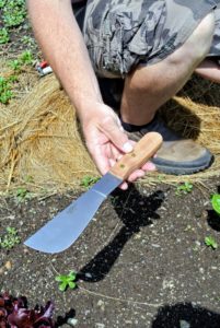 This is the original Field Knife with a beechwood handle and a sharp, seven and 3/8-inch high-carbon steel blade. It is quickly becoming one of Ryan's favorite new garden knives.