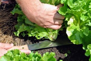 It has a nice handle and is great for harvesting all the brassicas in our garden.
