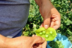 This pea pod variety contains only four-peas.
