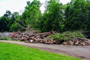This wood pile has gotten quite large - felled trees, branches, leaves, etc., but none of the material ever goes to waste. It is stored in piles in a large back field.