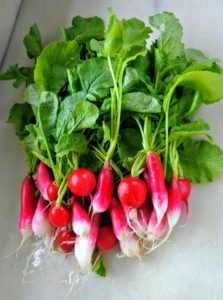 And look at these beautiful radishes. The radish is an edible root vegetable of the Brassicaceae family. Radishes are grown and consumed throughout the world, and mostly eaten raw as a crunchy salad vegetable. I already tasted them, and they are so delicious.