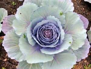 Red, or purple, cabbage is often used raw for salads and coleslaw. It contains 10-times more vitamin-A and twice as much iron as green cabbage. I can't wait to harvest some of these cabbage heads.