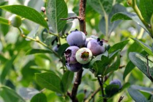Blueberries don't actually reach their full flavor until a few days after they turn blue, so a tip to know which ones are the best is to tickle the bunches lightly - only the true ripe ones will fall into your hand.