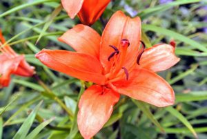 The flowers are large, often fragrant, and come in a range of colors including oranges, whites, yellows, pinks, reds and purples. These plants are late spring- or summer-flowering.