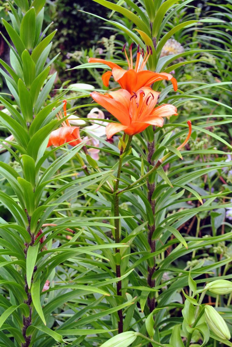 Staking the Lilies The Martha Stewart Blog