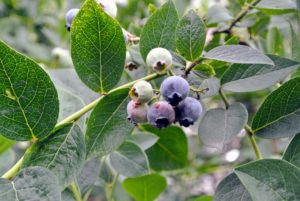 In general, blueberries are about five to 16 millimeters large with a flared crown at the end. They are pale greenish at first, and then reddish purple and finally dark purple-blue when ripe for picking.