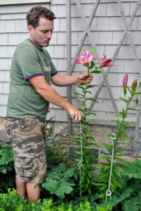 Outside my Winter House kitchen, Ryan uses individual metal stakes to support the lilies. These stems are not as tall, but also need support because of the heavy flowers.