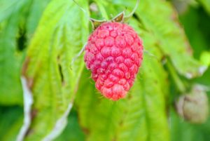 It takes about two to three years for a new red raspberry plant to produce a significant crop of fruit.