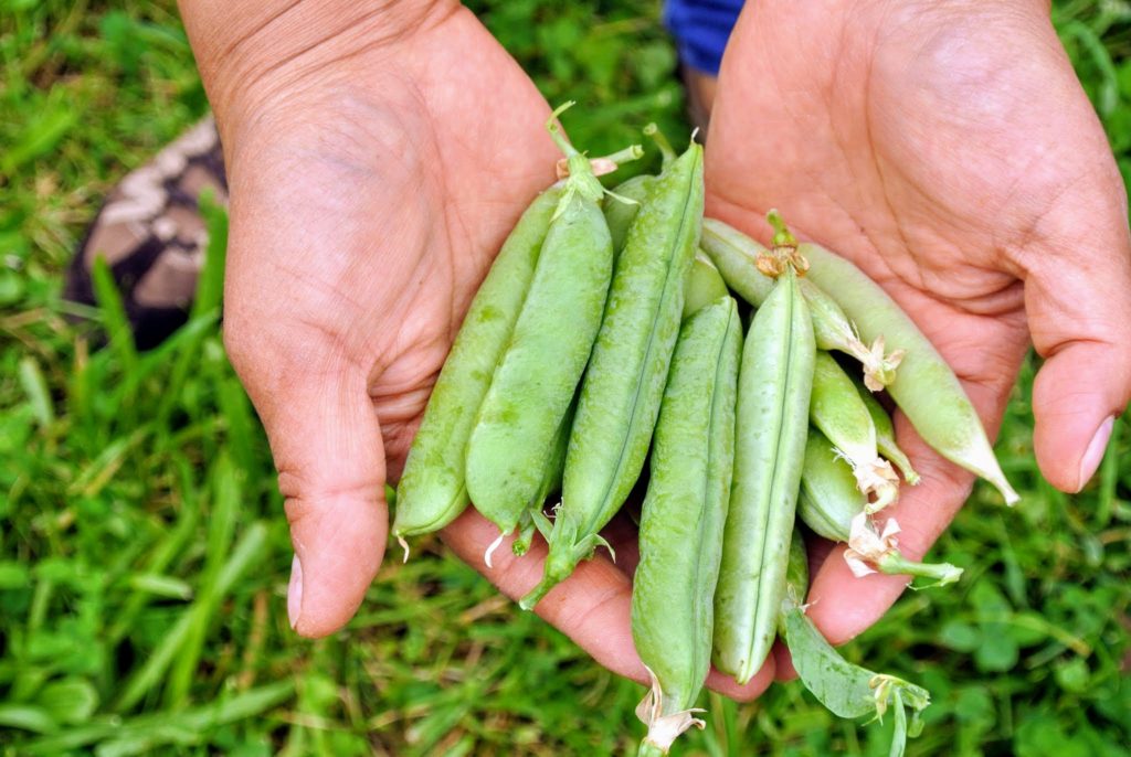 Harvesting the Season's Peas - The Martha Stewart Blog