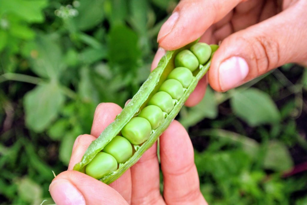 Harvesting the Season's Peas - The Martha Stewart Blog