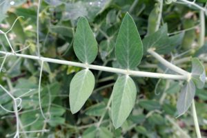 Pea plants also have pinnately compound leaves, or pairs of leaflets arranged on either side of the stem.