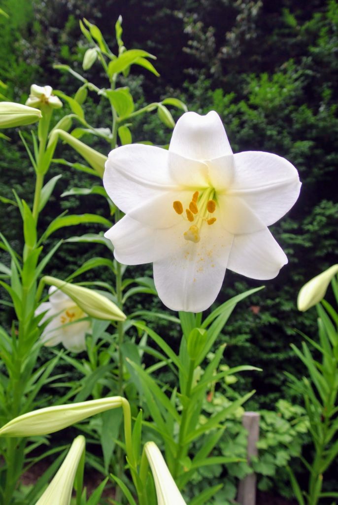 Staking the Lilies - The Martha Stewart Blog