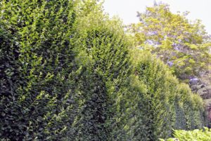 In the parking area in front of my main greenhouse, there's a tall hedge. It's an English hornbeam hedge, or Carpinus betulus. It is quite pretty in this location, but more importantly, it serves as a good privacy barrier from the road.