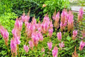 These are the strong, plumes of Astilbe, which has spread so nicely throughout the years. Astilbe is a genus of 18 species of rhizomatous flowering plants, within the family Saxifragaceae. Some species are commonly known as false goat's beard and false spirea.