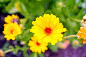 Calendula has daisy-like bright orange or yellow flowers, and pale green leaves. Commonly called the pot marigold, Calendula officinalis, the calendula flower is historically used for medicinal and culinary purposes.