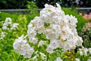 Phlox also comes in a range of colors from pure white to lavender to red, and grow happily in most parts of the country. If properly planted and sited, they are largely pest and disease free too - a perfect perennial!