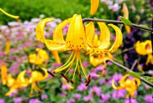 Lilies come in a variety of colors with multiple blooms per stem. Tiger lilies bloom in mid to late summer, are easy to grow, and come back year after year.