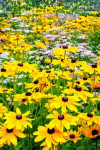 These are the showy flower heads of rudbeckia. Rudbeckia's bright, summer-blooming flowers give the best effect when planted in masses in a border or wildflower meadow. In general, rudbeckias are relatively drought-tolerant and disease-resistant. Flower colors include yellow and gold, and the plants grow two to six feet tall, depending on the variety.
