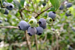 Blueberry bushes are resistant to most pests and diseases, and can produce berries for up to 20-years.
