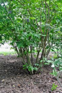 After the first few years, it's time to prune the blueberry bushes every year to remove branches whose berries may touch the ground, and to prune any spindly or dead twigs.