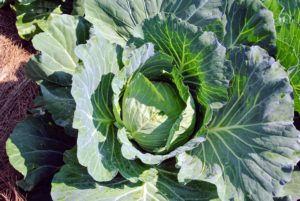 And so is this beautiful green cabbage head. Cabbage is an excellent source of antioxidants and vitamins K and C. It is also a good source of fiber, manganese, folate, vitamin B6, potassium, and omega‐3 fatty acids.