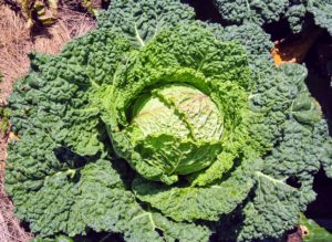 To get the best health benefits from cabbage, it's good to include all three varieties into the diet - Savoy, red, and green. The leaves of the Savoy cabbage are more ruffled and a bit more yellowish in color - this one is ready for picking.