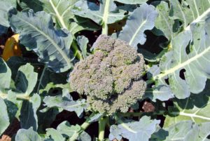 There was lots of broccoli to harvest too. Broccoli is a hardy vegetable of the cabbage family that is high in vitamins A and D. And, according to the National Agricultural Statistics Service, USDA, the average American eats more than four-pounds of broccoli a year.