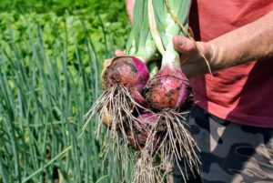 The onions looked wonderful and so big - we planted many red, yellow, and white varieties.