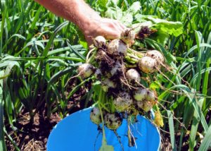 We also harvested more crisp, white turnips. Turnips are a versatile vegetable since both the root and the greens are edible.