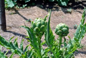 And more artichokes grew on their healthy stems. The globe artichoke, Cynara scolymus, is popular in both Europe and the United States. Artichokes are actually flower buds, which are eaten when they are tender.